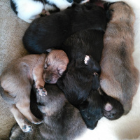 Labrador Retriever, Köpek  Lokum, Koka ve Simsim ile adsız 8 Bebek fotoğrafı