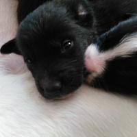 Labrador Retriever, Köpek  Lokum, Koka ve Simsim ile adsız 8 Bebek fotoğrafı