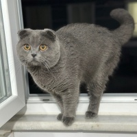 Scottish Fold, Kedi  Canım fotoğrafı