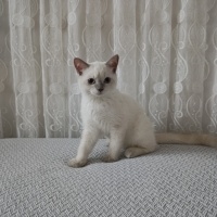 British Shorthair, Kedi  Mia fotoğrafı
