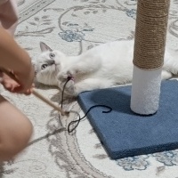 British Shorthair, Kedi  Mia fotoğrafı