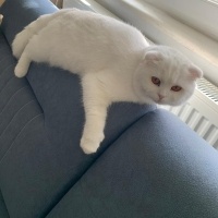 British Shorthair, Kedi  Pamuk-Sakız-Zeytin fotoğrafı