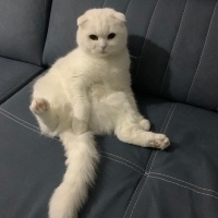 British Shorthair, Kedi  Pamuk-Sakız-Zeytin fotoğrafı