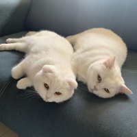 British Shorthair, Kedi  Pamuk-Sakız-Zeytin fotoğrafı