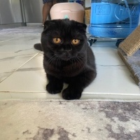 British Shorthair, Kedi  Pamuk-Sakız-Zeytin fotoğrafı