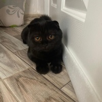 British Shorthair, Kedi  Pamuk-Sakız-Zeytin fotoğrafı