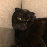 British Shorthair, Kedi  Pamuk-Sakız-Zeytin fotoğrafı