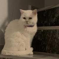 British Shorthair, Kedi  Pamuk-Sakız-Zeytin fotoğrafı