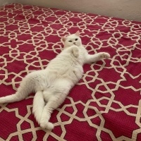 British Shorthair, Kedi  Pamuk-Sakız-Zeytin fotoğrafı