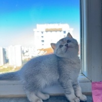 British Shorthair, Kedi  British short hair fotoğrafı