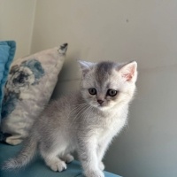British Shorthair, Kedi  British short hair fotoğrafı