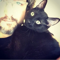Bombay, Kedi  POE fotoğrafı