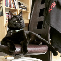 Bombay, Kedi  POE fotoğrafı