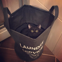 Bombay, Kedi  POE fotoğrafı