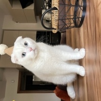Scottish Fold, Kedi  Casper fotoğrafı