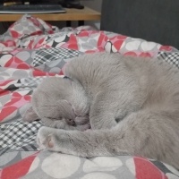 Scottish Fold, Kedi  Lavinia fotoğrafı