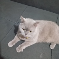 Scottish Fold, Kedi  Lavinia fotoğrafı