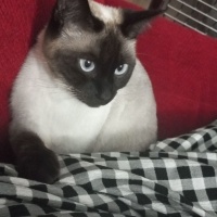 Siyam Kedisi, Kedi  Mia fotoğrafı