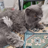 British Longhair, Kedi  PAŞA fotoğrafı