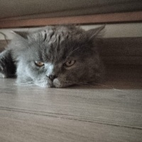 British Longhair, Kedi  PAŞA fotoğrafı