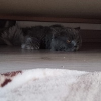 British Longhair, Kedi  PAŞA fotoğrafı