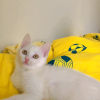 Tekir Kedi, Kedi  Sütlaç fotoğrafı