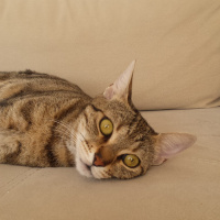 Tekir Kedi, Kedi  NEŞEM fotoğrafı