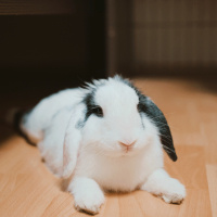 Tavşan, Kemirgen  Şıpıdık fotoğrafı