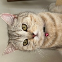 British Shorthair, Kedi  Misty fotoğrafı