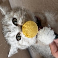 British Shorthair, Kedi  Misty fotoğrafı