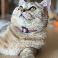 British Shorthair, Kedi  Misty fotoğrafı