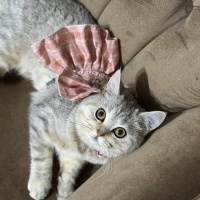 British Shorthair, Kedi  Misty fotoğrafı
