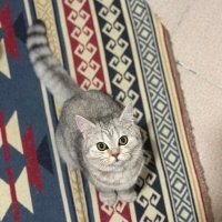 British Shorthair, Kedi  Misty fotoğrafı