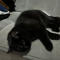 British Longhair, Kedi  Orko fotoğrafı