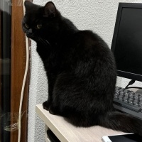 British Longhair, Kedi  Orko fotoğrafı