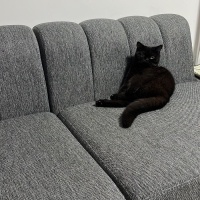 British Longhair, Kedi  Orko fotoğrafı