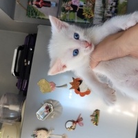 Tekir Kedi, Kedi  Beyaz fotoğrafı