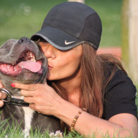 Staffordshire Bull Terrier, Köpek  poseidon fotoğrafı