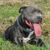 Staffordshire Bull Terrier, Köpek  poseidon fotoğrafı