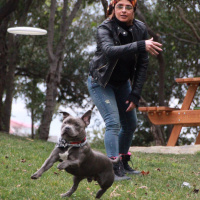 Staffordshire Bull Terrier, Köpek  poseidon fotoğrafı