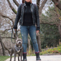 Staffordshire Bull Terrier, Köpek  poseidon fotoğrafı