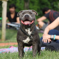 Staffordshire Bull Terrier, Köpek  poseidon fotoğrafı