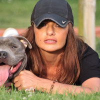 Staffordshire Bull Terrier, Köpek  poseidon fotoğrafı