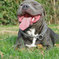 Staffordshire Bull Terrier, Köpek  poseidon fotoğrafı