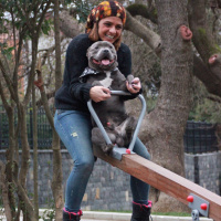 Staffordshire Bull Terrier, Köpek  poseidon fotoğrafı