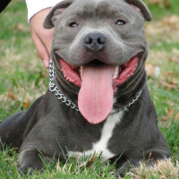 Staffordshire Bull Terrier, Köpek  poseidon fotoğrafı
