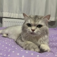 British Longhair, Kedi  Gökçe fotoğrafı