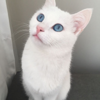Ankara Kedisi, Kedi  Karmen fotoğrafı