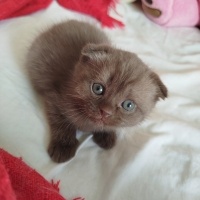 Scottish Fold, Kedi  Mocha fotoğrafı