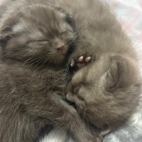 Scottish Fold, Kedi  Mocha fotoğrafı